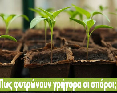 Πως φυτρώνουν γρήγορα οι σπόροι: οδηγός για δυναμικό ξεκίνημα!