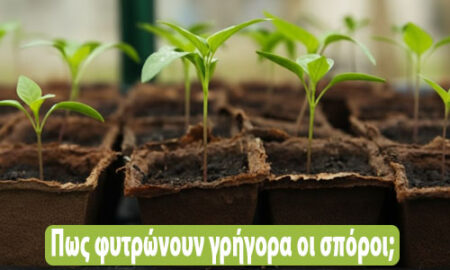 πως φυτρώνουν γρήγορα οι σπόροι