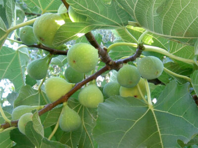 συκια ποτε φυτευεται