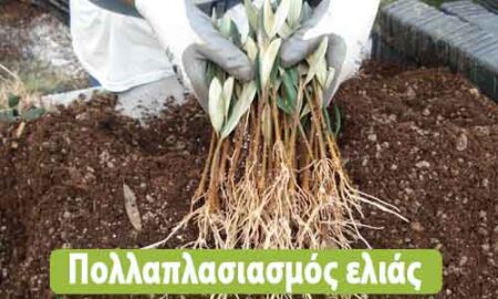 φύτεμα ελιάς από κλαδί
