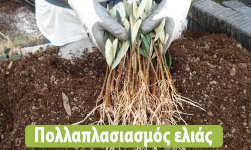 φύτεμα ελιάς από κλαδί