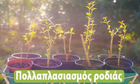 φύτεμα ροδιάς από κλαδί