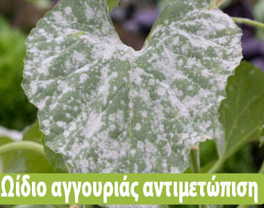 Οδηγίες προληπτικής αντιμετώπισης για την ευτυπίωση και την ίσκα της αμπέλου