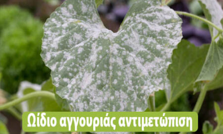 ωίδιο αγγουριάς αντιμετώπιση