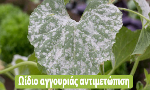 ωίδιο αγγουριάς αντιμετώπιση