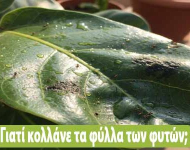 Γιατί κολλάνε τα φύλλα των φυτών και πως το αντιμετωπίζουμε;