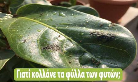 Γιατί κολλάνε τα φύλλα των φυτών