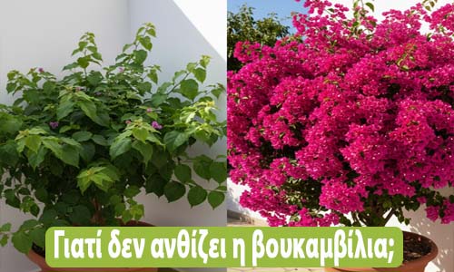 γιατί δεν ανθίζει η βουκαμβίλια μου