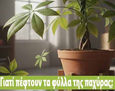 Γιατί κιτρινίζουν τα φύλλα της γαρδένιας μου ;