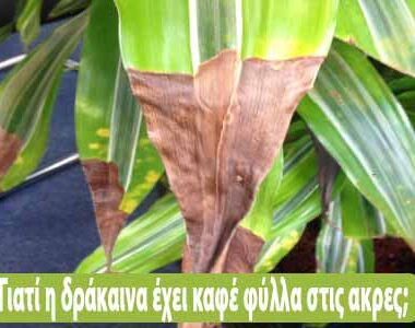 Γιατί η δράκαινά μου έχει καφέ φύλλα στις ακρες;