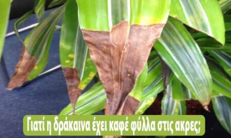 δράκαινα καφέ φύλλα στις άκρες