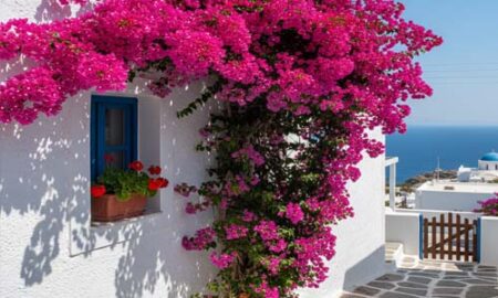 η βουκαμβίλια δεν ανθίζει