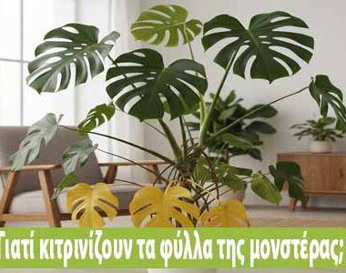 Γιατί κιτρινίζουν τα φύλλα της γαρδένιας μου ;