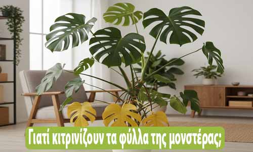 μονστέρα κίτρινα φύλλα αντιμετώπιση
