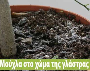 Γιατί κιτρινίζουν τα φύλλα της γαρδένιας μου ;