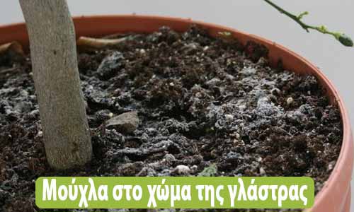 μούχλα στο χώμα της γλάστρας αντιμετώπιση