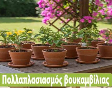 Γιατί κιτρινίζουν τα φύλλα της γαρδένιας μου ;