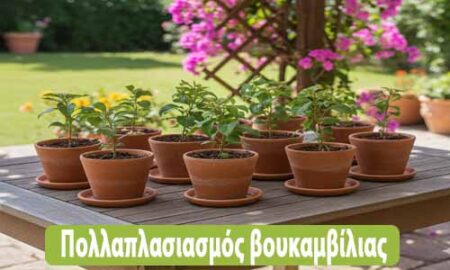 πολλαπλασιασμός βουκαμβίλιας