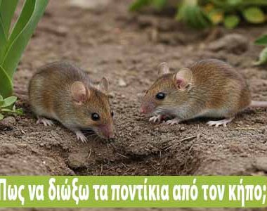 Πως να διώξω τα ποντίκια από τον κήπο: 5 απλοί τρόποι!