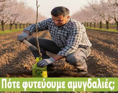 Γιατί κιτρινίζουν τα φύλλα της γαρδένιας μου ;