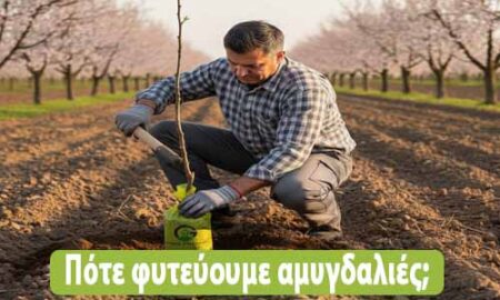 πότε φυτεύουμε αμυγδαλιές και πως