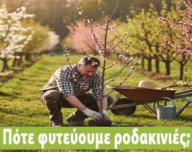 Γιατί κιτρινίζουν τα φύλλα της γαρδένιας μου ;