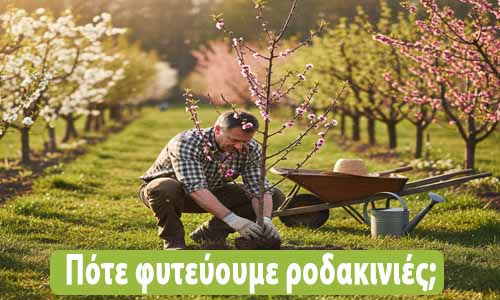 πότε φυτεύουμε ροδακινιές και πως
