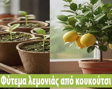 Γιατί κιτρινίζουν τα φύλλα της γαρδένιας μου ;