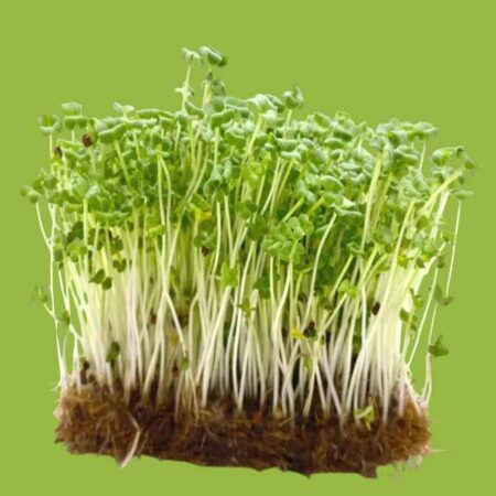 Microgreens